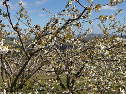  <a style='color: #fff;' href='/uploaded/photo/sain-bel-69cec71de3a71.jpg'>(Télécharger)</a>