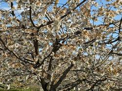  <a style='color: #fff;' href='/uploaded/photo/sain-bel-69cec71e75e81.jpg'>(Télécharger)</a>