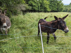  <a style='color: #fff;' href='/uploaded/photo/saint-martin-du-mont-665f2210ef22e.jpg'>(Télécharger)</a>