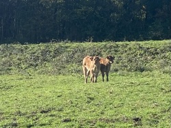  <a style='color: #fff;' href='/uploaded/photo/serrieres-de-briord-6723b33a97a80.jpg'>(Télécharger)</a>