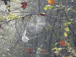  <a style='color: #fff;' href='/uploaded/photo/serrieres-de-briord-6723b33f66707.jpg'>(Télécharger)</a>