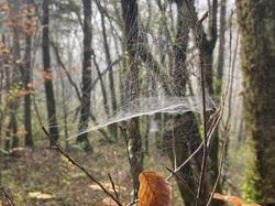  <a style='color: #fff;' href='/uploaded/photo/serrieres-de-briord-6723b3428197c.jpg'>(Télécharger)</a>