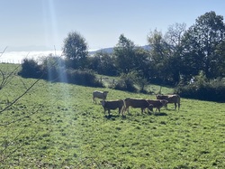  <a style='color: #fff;' href='/uploaded/photo/serrieres-de-briord-6723b343bad44.jpg'>(Télécharger)</a>