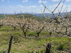  <a style='color: #fff;' href='/uploaded/photo/st-bel-69ce9d4f71b0c.jpg'>(Télécharger)</a>