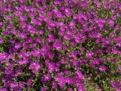  <a style='color: #fff;' href='/uploaded/photo/st-julien-648ca1f63eaf1.jpg'>(Télécharger)</a>