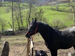  <a style='color: #fff;' href='/uploaded/photo/st-romain-de-popey-65fb0956250c2.jpg'>(Télécharger)</a>