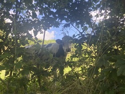  <a style='color: #fff;' href='/uploaded/photo/virigneux-668500fb69d25.jpg'>(Télécharger)</a>