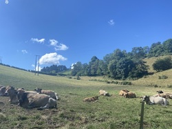  <a style='color: #fff;' href='/uploaded/photo/virigneux-668500fca07d8.jpg'>(Télécharger)</a>